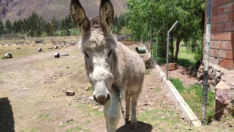 Donkey walking towards camera in Peru Stock Footage 288247936