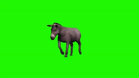 Donkey walks - 3 different views - loop - green screen Video stock 55458321