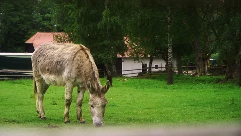A donkey walks in a green meadow. Pets Stock Footage 279879693