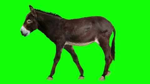 Donkey Walks. Green screen. Stock Footage 93962408