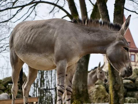 Donkey on wall. Rustic farmyard scene with donkeys. Donkey standing on ston.. Fotos Stock