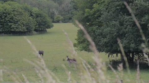 Donkey watch Vídeos de archivo 132749413