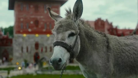 Donkey wearing a halter standing in front of a medieval castle Stock Footage 313323832