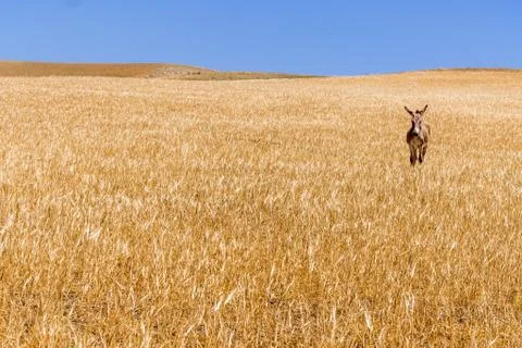 A donkey in a wheat field Stock Photos