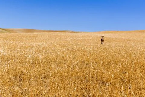 A donkey in a wheat field Stock Photos