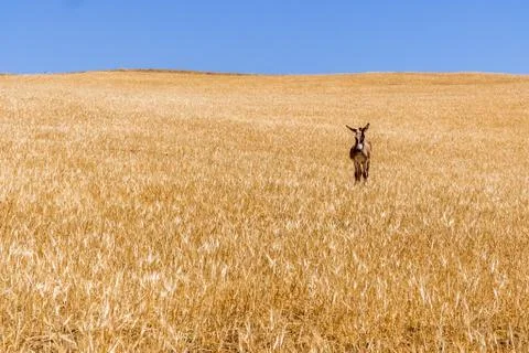 A donkey in a wheat field Stock Photos