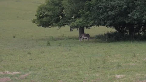 Donkey wide Vídeos de archivo 132749593