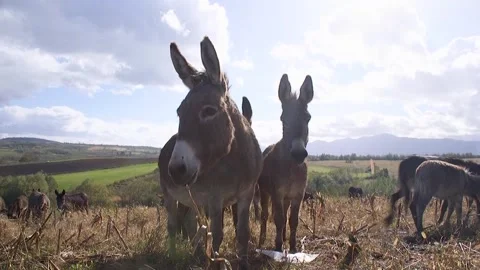 A donkey in the wild eats food Vídeos de archivo 294838375