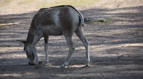 Donkey in wild Stock Footage 8955364