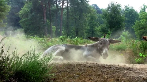Donkey in wilderness rolling in the sand Stock Footage 42210405
