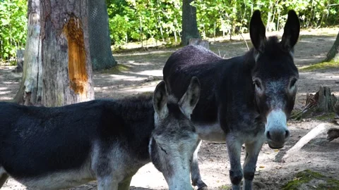 A donkey in the woods Stock Footage 259969721