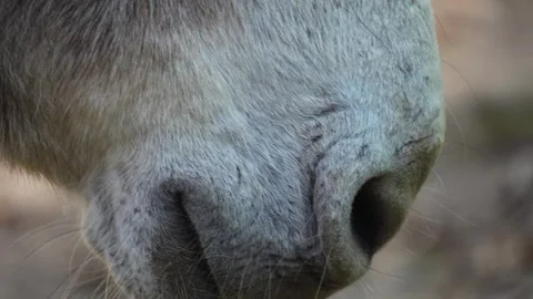 A donkey in the woods Stock Footage 259969870