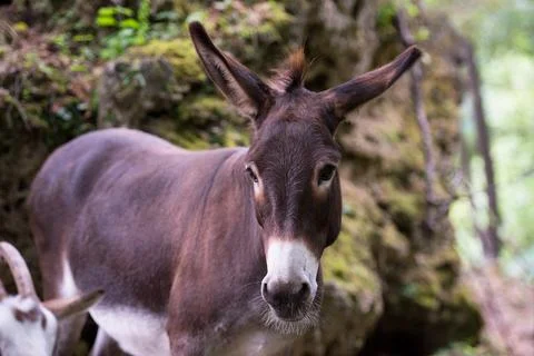 Donkey in the woods Stock Photos