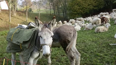 Donkey at work Stock Footage 77801855