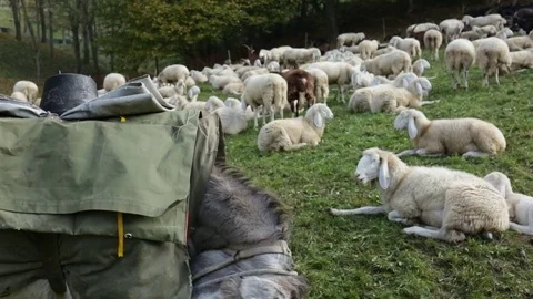 Donkey at work 库存影片 77801890