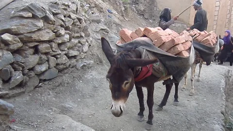 Donkey is working Stock-Footage 104199643