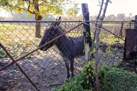Donkey in the yard Stock Photos