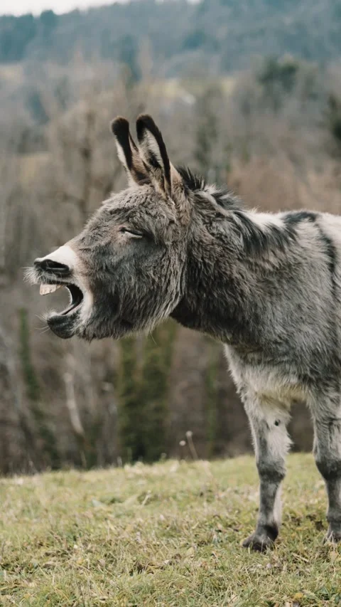 Donkey yawn Vídeos de archivo 228245373