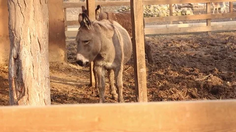 Donkey at the Zoo Stock Footage 75038687