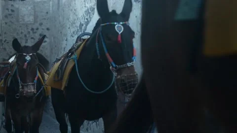 Donkeys 2 Stock Footage 142590655