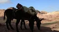 Donkeys in ancient city of Petra, Jordan HD Footage