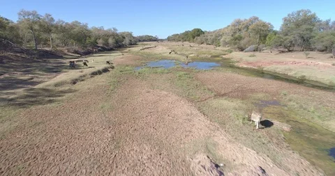 Donkeys and cows standing in wide sandy river bed in rural Africa Stock Footage 95914618