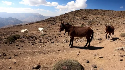 Donkeys and mules are going down the Volcano Damavand, Iran Stock Footage 277828066