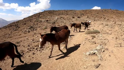 Donkeys and mules are going down the Volcano Damavand, Iran Stock Footage 282358779