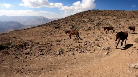 Donkeys and mules are going down the Volcano Damavand, Iran Stock Footage 283754368