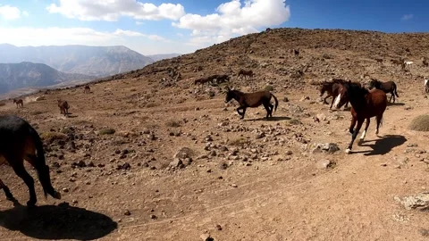 Donkeys and mules are going down the Volcano Damavand, Iran Stock Footage 296335163