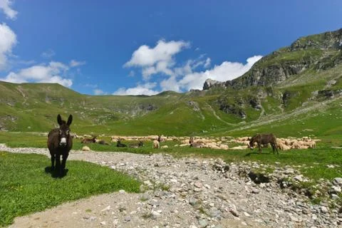 Donkeys and sheep Stock Photos