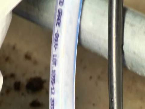 Donkeys automatic milking in the stall Stockbeeldmateriaal 81014632