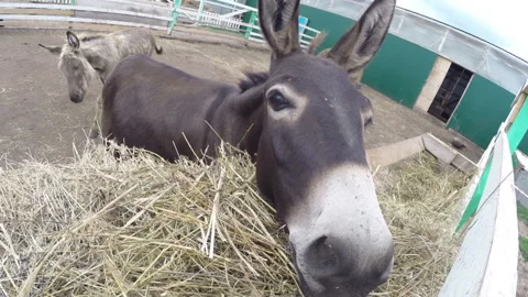 Donkeys in an aviary on a farm Stock Footage 144611579
