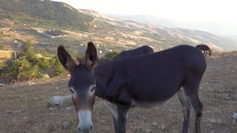 Donkeys with background mountains - asini asinelli sfondo montagne Stock Footage 71955399