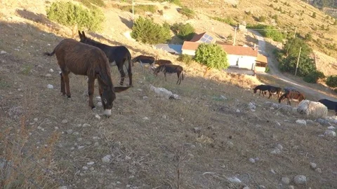 Donkeys with background mountains - asini asinelli sfondo montagne 2 Stock Footage