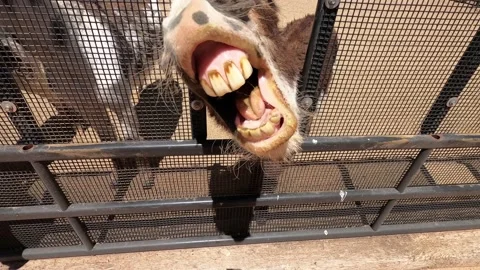 DONKEYS BEGGING FOR MEAL 스톡 동영상 186735537