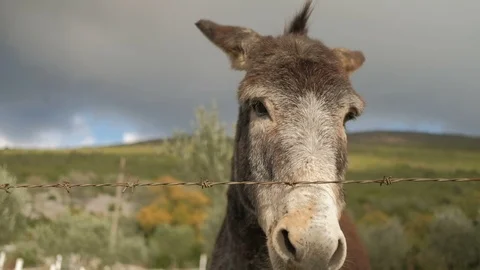 Donkeys behind barbed wire on a background of autumn Stock Footage 100843291