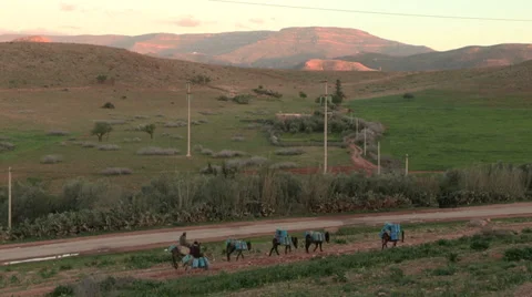 Donkeys Carry Gas Cans 1 Stock Footage 36610285