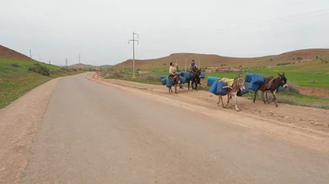 Donkeys Carry Gas Cans 2 Stock Footage 36610790