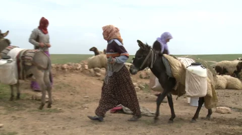 Donkeys Carry The Milk Stock Footage 46045852