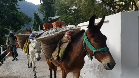 Donkeys Carrying Sand in Rishikesh India Stock Footage 98095014
