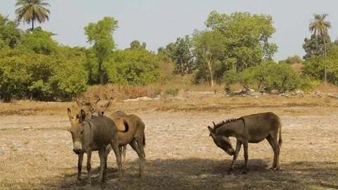 Donkeys with a cross on their backs 스톡 동영상 119214431