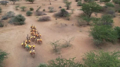 Donkeys curry water on the back, walking with Jerricans Video stock 281075556