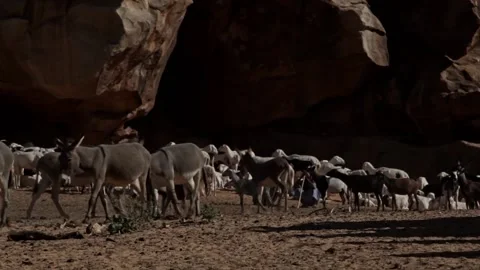 Donkeys in the desert Stockbeeldmateriaal 152311614