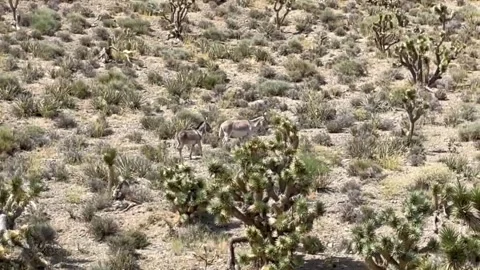 Donkeys in the desert 库存影片 246619632