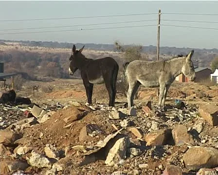 Donkeys at the dump site Stock Footage 11496308