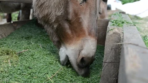 Donkeys eagerly eating chopped green grass from a wooden feeder on a farm 库存影片 277544209