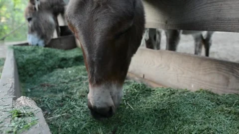Donkeys eating fresh grass from a feeding trough on a farm Vídeo Stock 341152785