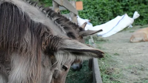 Donkeys eating fresh grass from a feeding trough on a farm Video stock 341160375