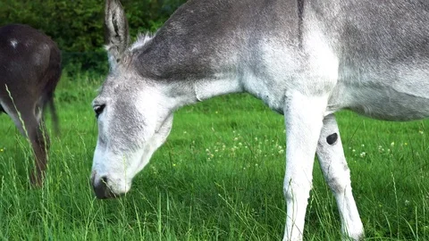 Donkeys eating grass (4k) Stock Footage